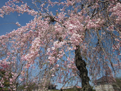 IMG_0859.jpg