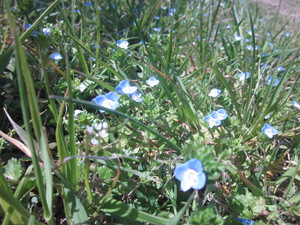 草花4月2日.JPG