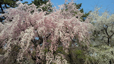 201104101329001.jpg