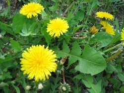 5302e7ad0360524db635-LL.jpg