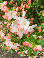 AA75F6A6-C342-4D41-A25E-BD41B273843F.jpeg