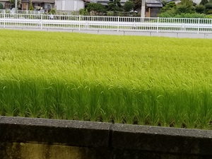 20180824_074335.jpg