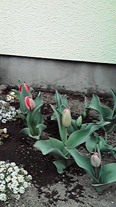 2011040911030000.jpg