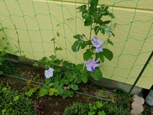 20200630_091255.jpg
